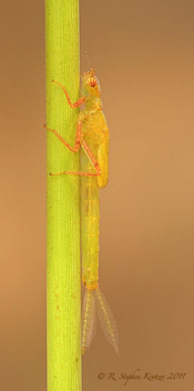 Ischnura kellicotti, nymph